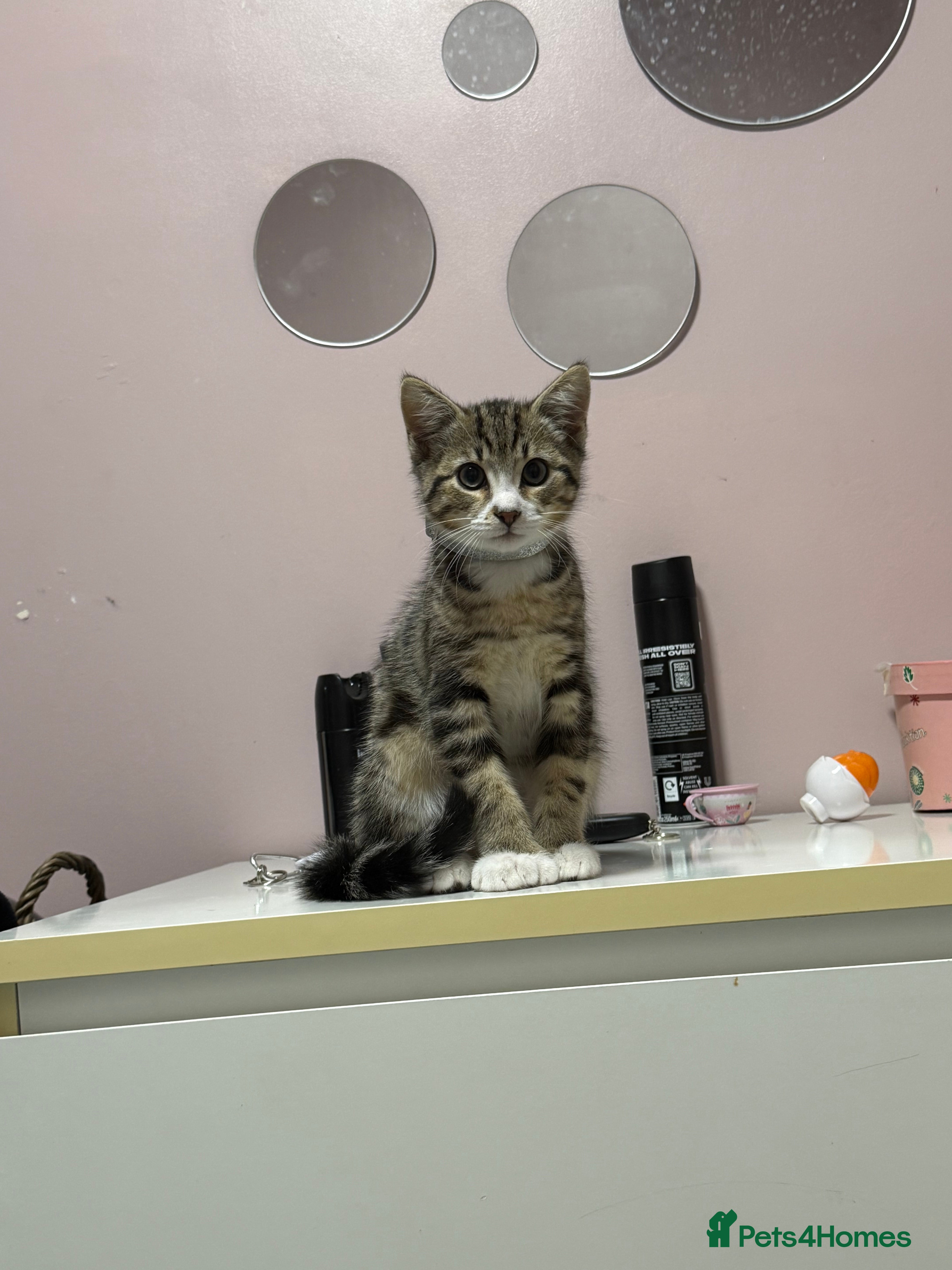 Bengal cats Puds the bengal kitten - Advert 1