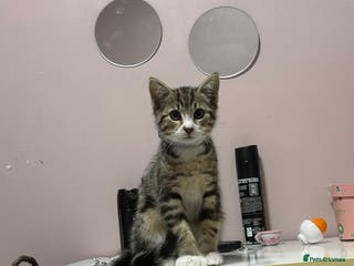 Bengal cats Puds the bengal kitten - Advert 1