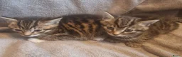 British Shorthair cats for sale: Beautiful Tabby and grey Tabby kittens  - Advert 15