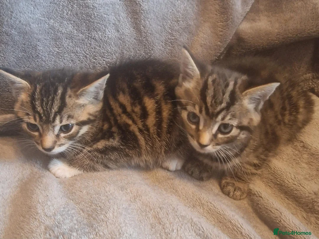 British Shorthair cats for sale: Beautiful Tabby and grey Tabby kittens  - Advert 15