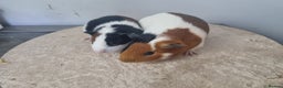 Guinea Pig rodents for sale: Pair of Male Guinea Pigs - Advert 2