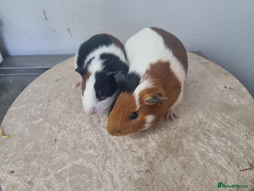 Guinea Pig rodents for sale: Pair of Male Guinea Pigs - Advert 2