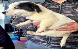 Jack Russell dogs for sale: Kennel Club Registered Jack Russell Terrier Pups - Image 11