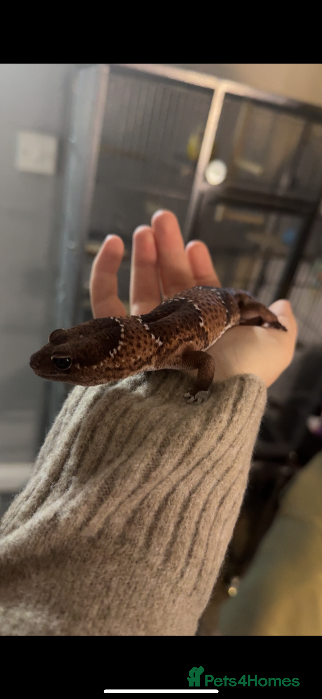 Gecko reptiles for sale: African Fat Tail Gecko and Tank for Sale - Advert 2