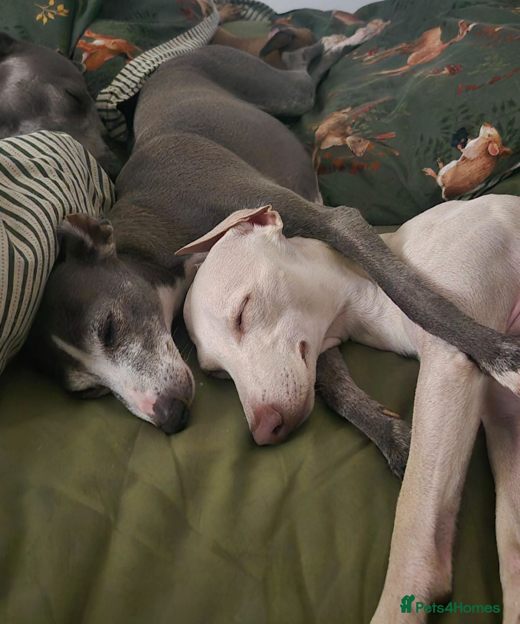 Italian Greyhound dogs Show standard KC reg Italian Greyhounds - Advert 1