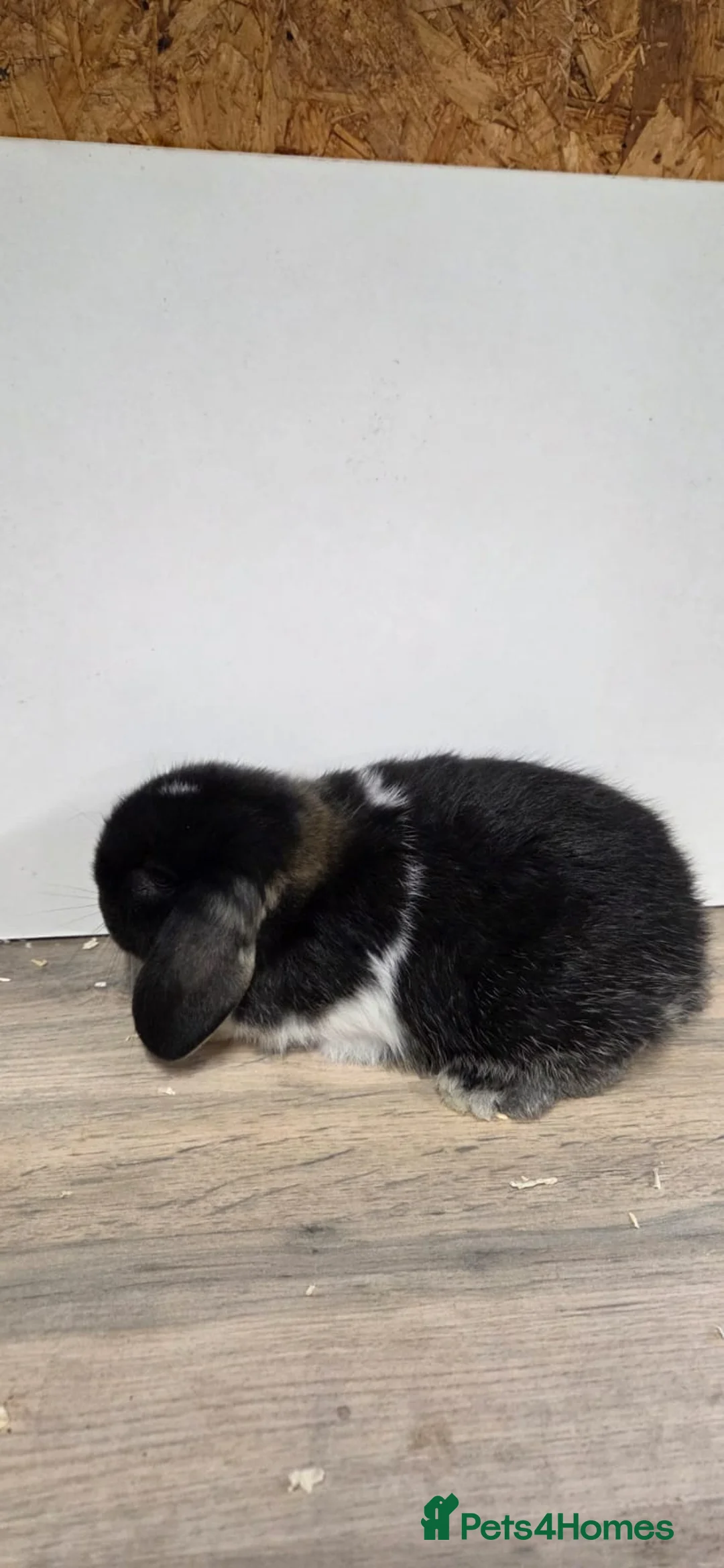 Mini Lop rabbits for sale: ❤️Purebread mini lops for sale❤️ - Advert 10