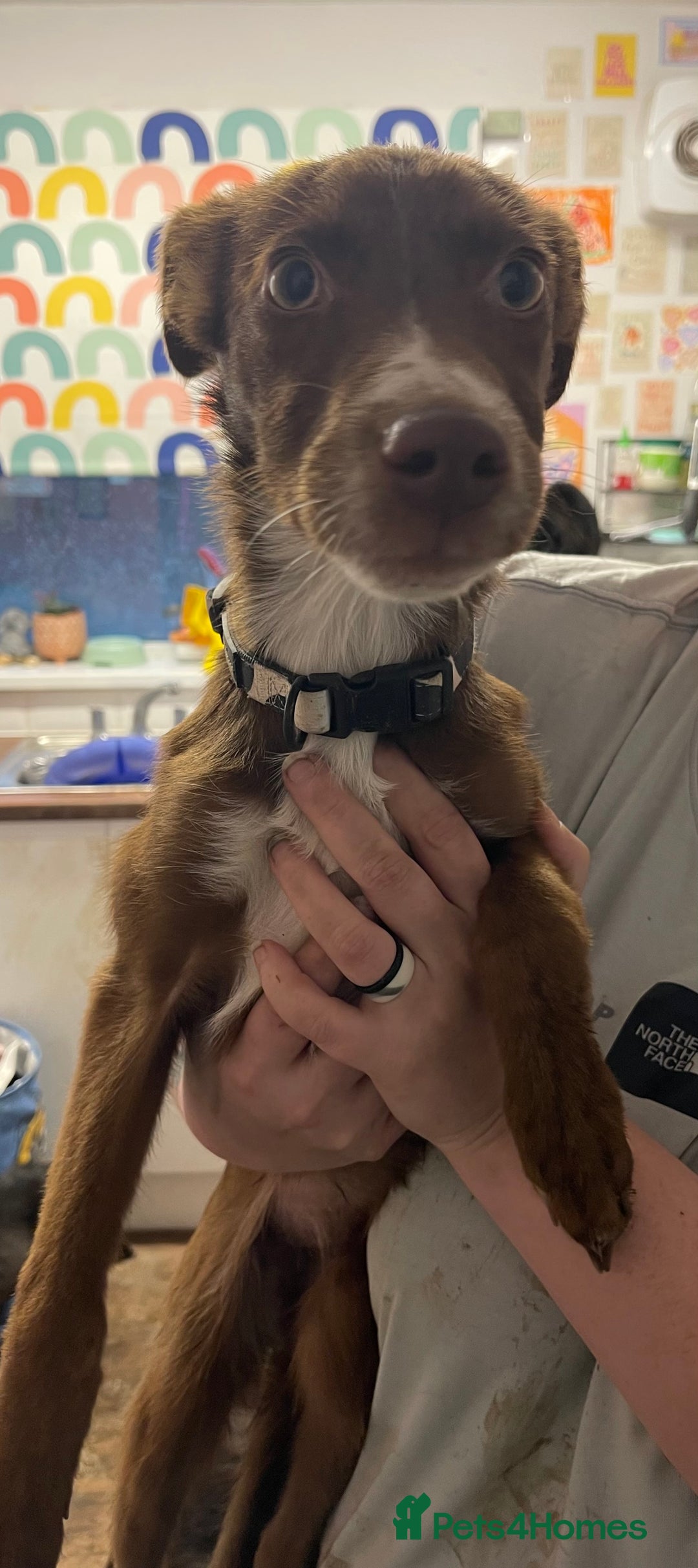 Mixed Breed dogs for sale: Collie cross pups  - Advert 11