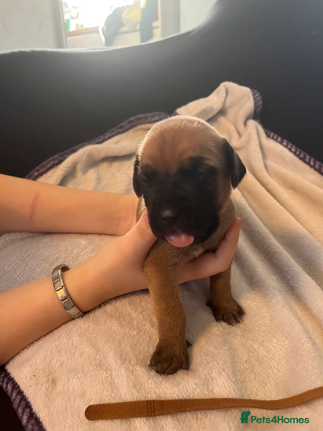 Dogue De Bordeaux dogs for sale: Dogue de Bordeaux puppies - Advert 7