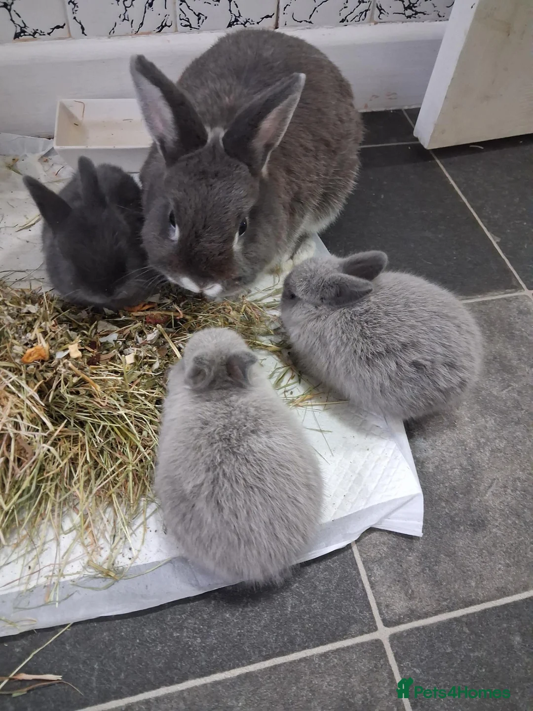 Mixed Breed rabbits for sale: Two male bunnies in Swansea - Advert 3