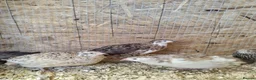 Quail poultry for sale: Coturnix Quail  in Ipswich - Advert 1