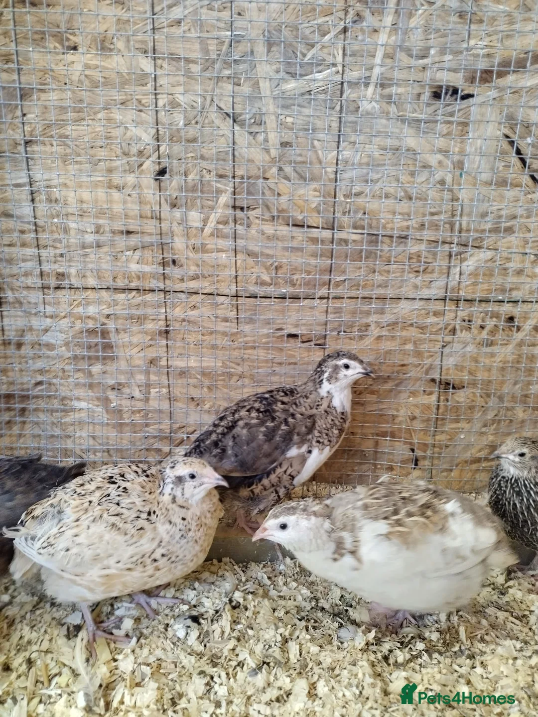 Quail poultry for sale: Coturnix Quail  in Ipswich - Advert 1