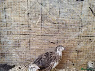 Quail poultry Coturnix Quail - Advert 16