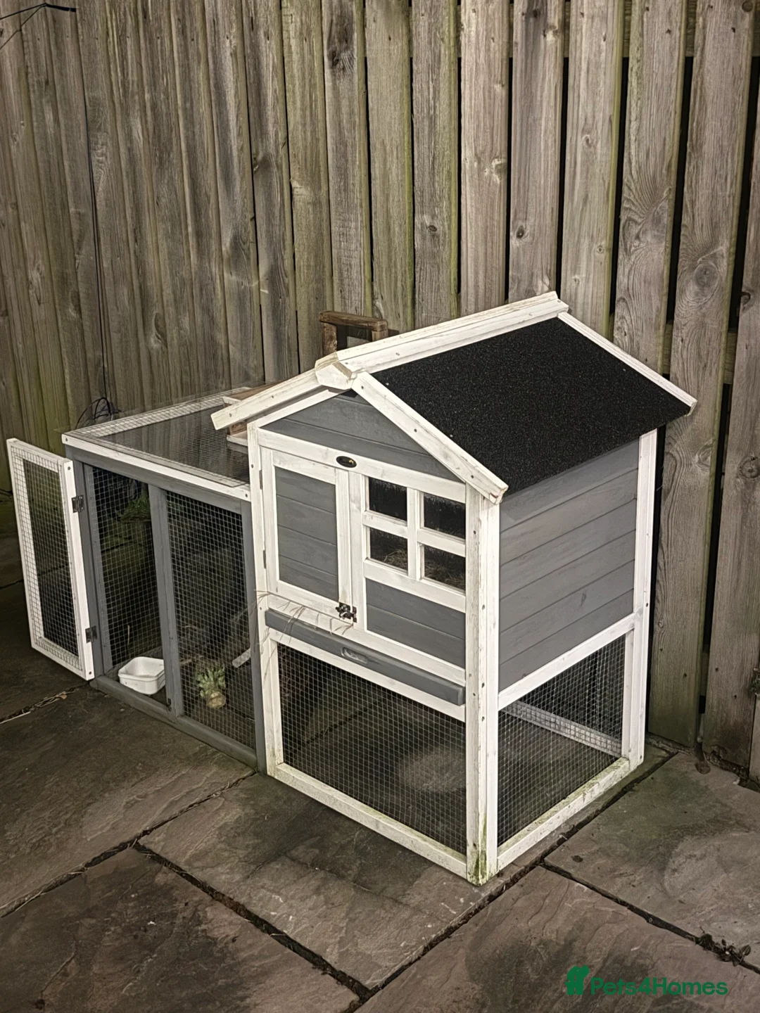 Lionhead rabbits for sale: Lionhead Rabbit - with 2 cages - Advert 3