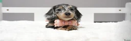 Dachshund dogs for sale: Adorable pure long-haired Dachshund  in London - Advert 3