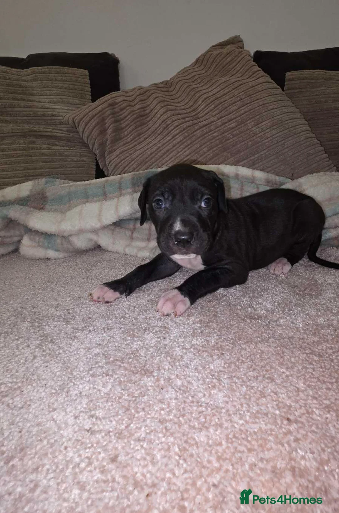 Presa Canario dogs for sale: Dual Purpose Presa Canario Puppies for Homing - Advert 6