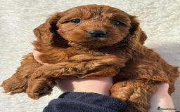 Cavapoo dogs for sale: Cavapoo puppies - Image 2