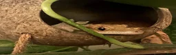 Gecko reptiles for sale: 4 Year Old Female Crested Gecko  in Peterborough - Advert 5