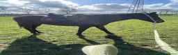 English Thoroughbred horses for sale: Sienna - 15.2hh, 10yo TB MARE in Corby - Advert 15