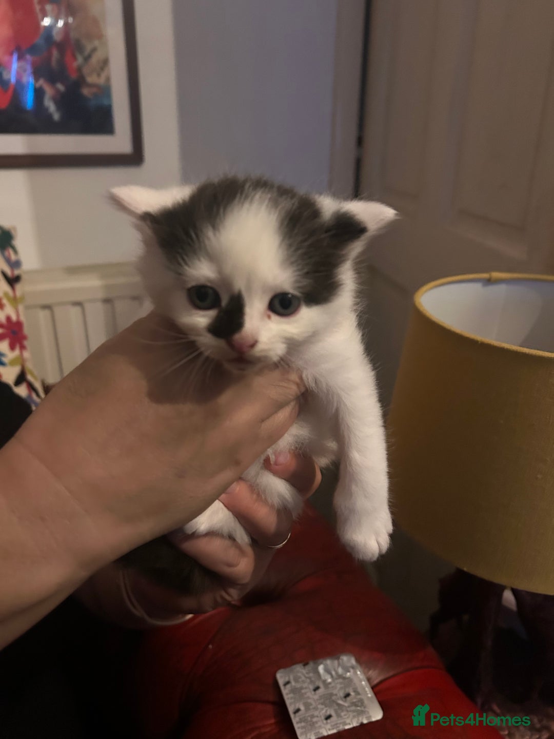 Mixed Breed cats for sale: Beautiful fluffy kittens  - Image 1