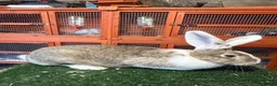 Continental Giant rabbits for sale: Pure breed continental giants female  - Advert 12