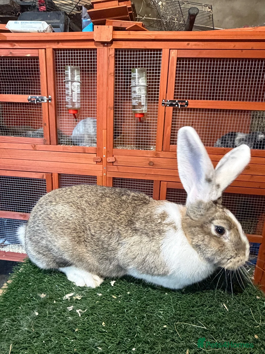 Continental Giant rabbits for sale: Pure breed continental giants female  - Advert 12