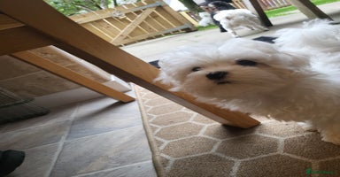 Maltese dogs - Advert 8