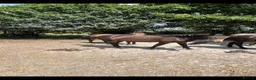 New Forest horses for sale: Geldings  - Advert 3