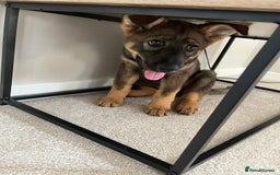German Shepherd dogs for sale: German Shepard pup looking for forever home  - Image 6