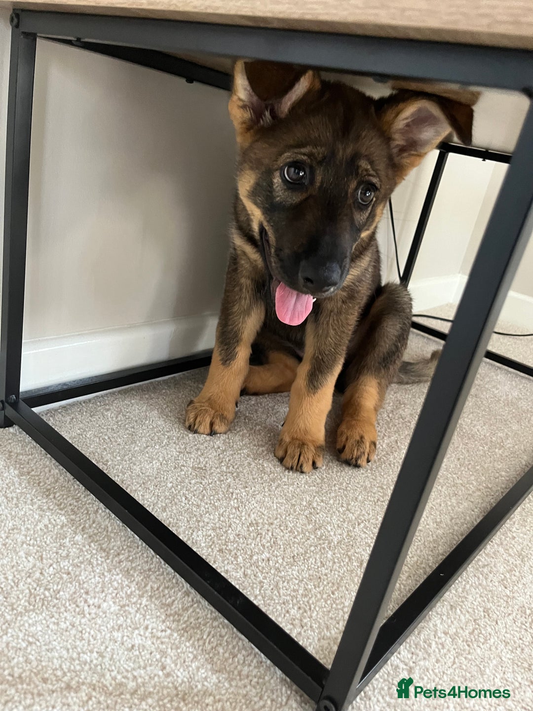 German Shepherd dogs for sale: German Shepard pup looking for forever home  - Image 6