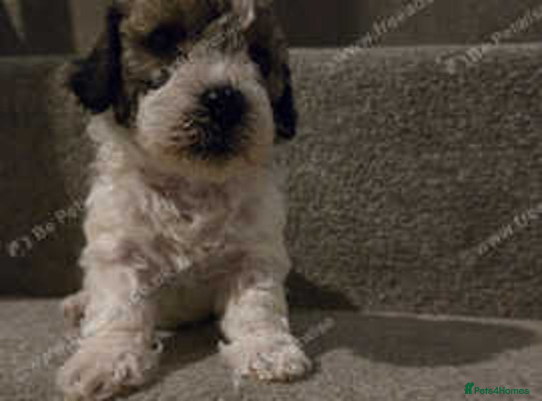 Cockapoo dogs for sale: Beautiful cockapoos for sale ready mid December - Advert 3