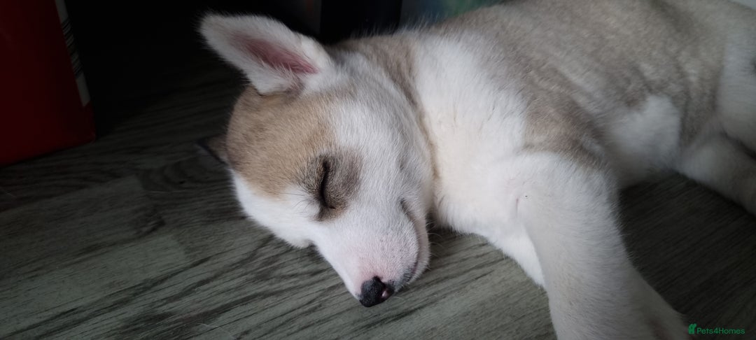 Siberian Husky dogs for sale: Husky puppies - Image 18