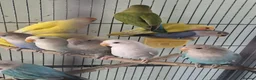 Lovebirds birds for sale: Baby peach face lovebirds - Advert 3