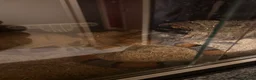 Corn Snake reptiles for sale: Corn Snake in Glasgow  in Glasgow - Advert 2