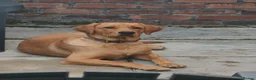 Labrador Retriever dogs for sale: Stunning Fox Red Labrador – 14 Months Old in Leigh - Advert 8