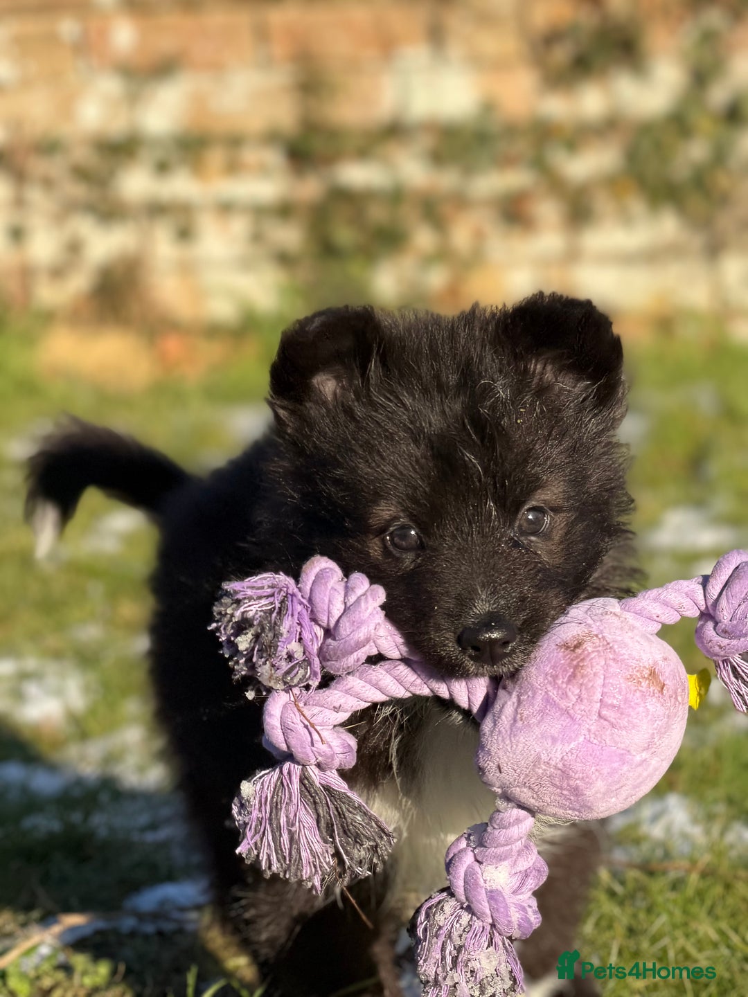 Mixed Breed dogs for sale: Belgium Shepard x Samoyed puppies - Advert 5