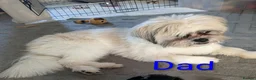 Mixed Breed dogs for sale: READY NOW. Shihpoo / shihpoochon  in Lincoln - Advert 3