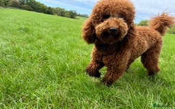 Miniature Poodle dogs for sale: Beautiful deep red  - Image 6