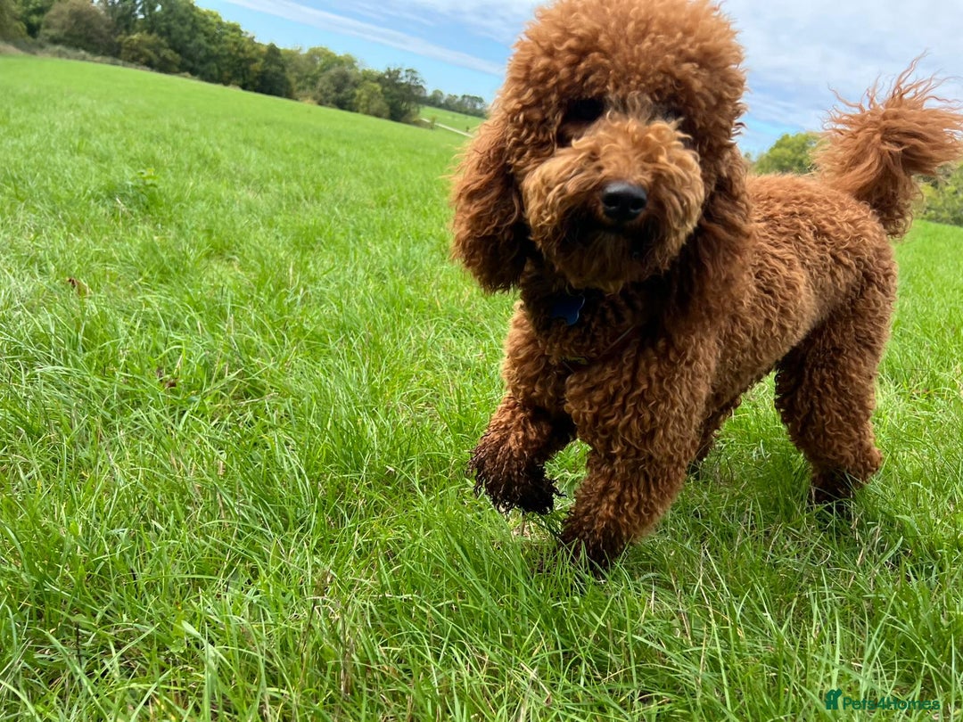 Miniature Poodle dogs for sale: Beautiful deep red  - Image 6