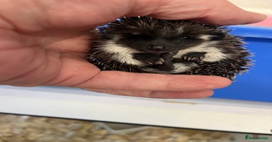 Pygmy Hedgehog rodents - Advert 12
