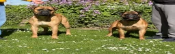 Bullmastiff dogs for sale:  Bullmastiff puppies available for loving homes in Taunton - Advert 9
