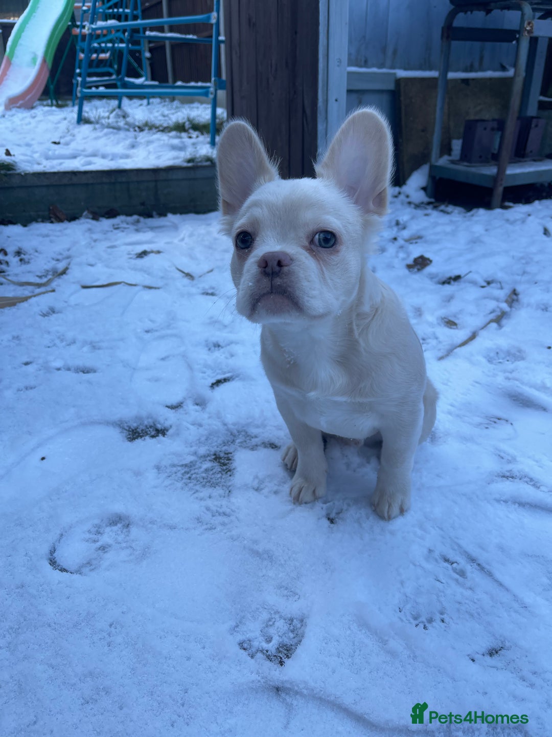 French Bulldog dogs for sale: Fluffy French bulldog called Louie  - Advert 1