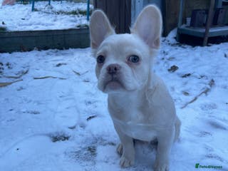 French Bulldog dogs Fluffy French bulldog called Louie - Advert 2