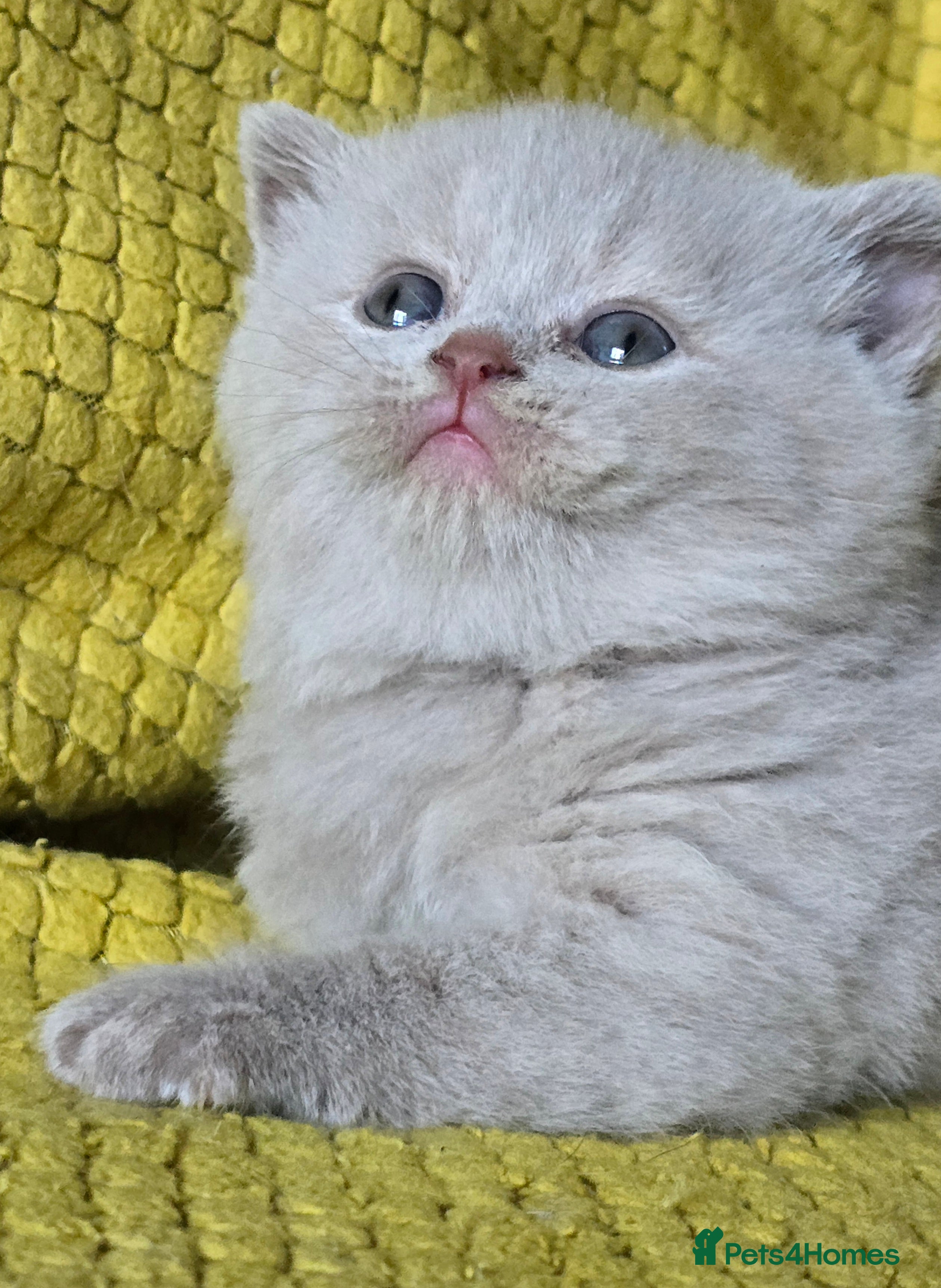 British Shorthair cats TICA registered British shorthair kittens - Advert 13