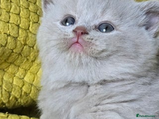 British Shorthair cats TICA registered British shorthair kittens - Advert 3