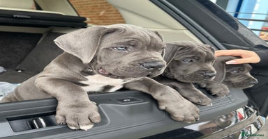 Cane Corso dogs - Advert 14