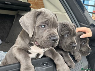 Cane Corso dogs - Advert 2