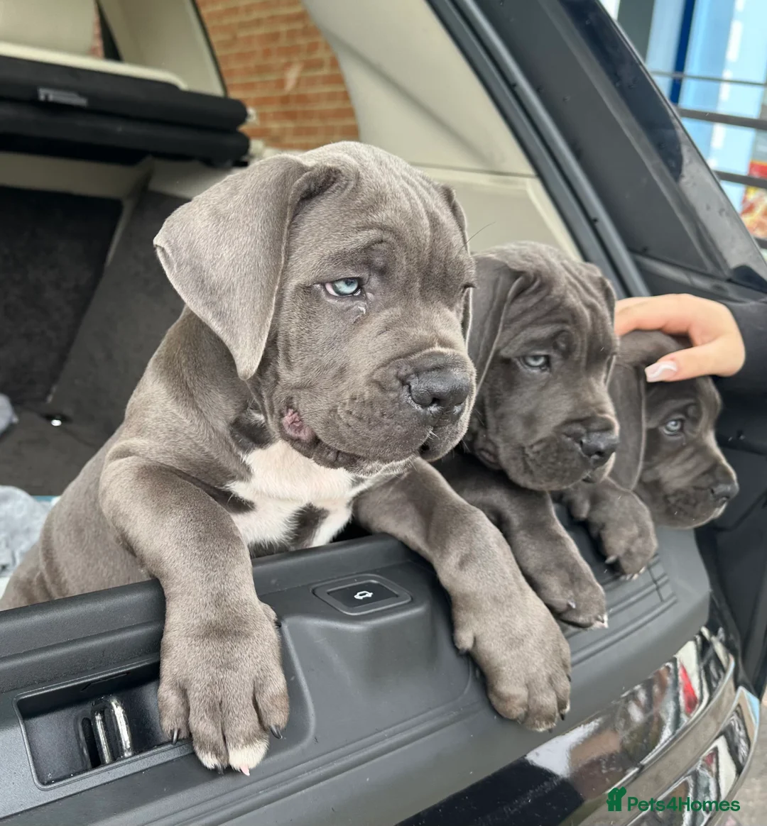 Cane Corso dogs for sale:  🏆 Elite Champion Bloodline Cane Corso puppies - Advert 2