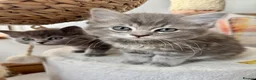 RagaMuffin cats for sale: Beautiful Ragamuffin (Ragdoll x BSH) kittens - Advert 4