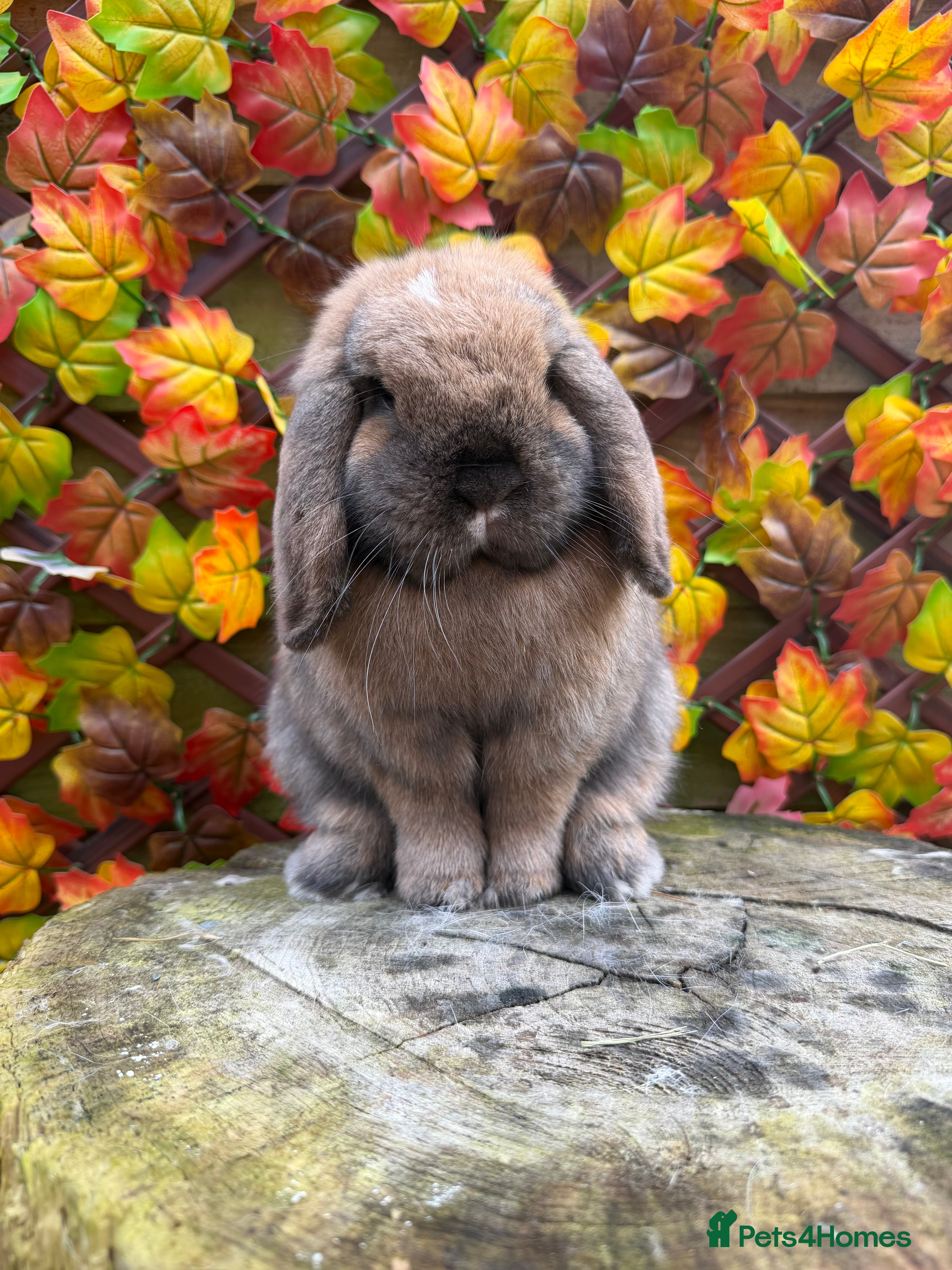 Mini Lop rabbits Mini Lops available - Advert 13