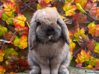 Mini Lop rabbits Mini Lops available - Advert 13